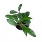 HOYA PUBLICALIX free phytosanitary