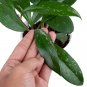 HOYA PUBLICALIX free phytosanitary