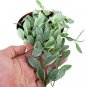 HOYA DISCHIDA VARIEGATED