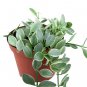 HOYA DISCHIDA VARIEGATED