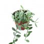HOYA DISCHIDA VARIEGATED