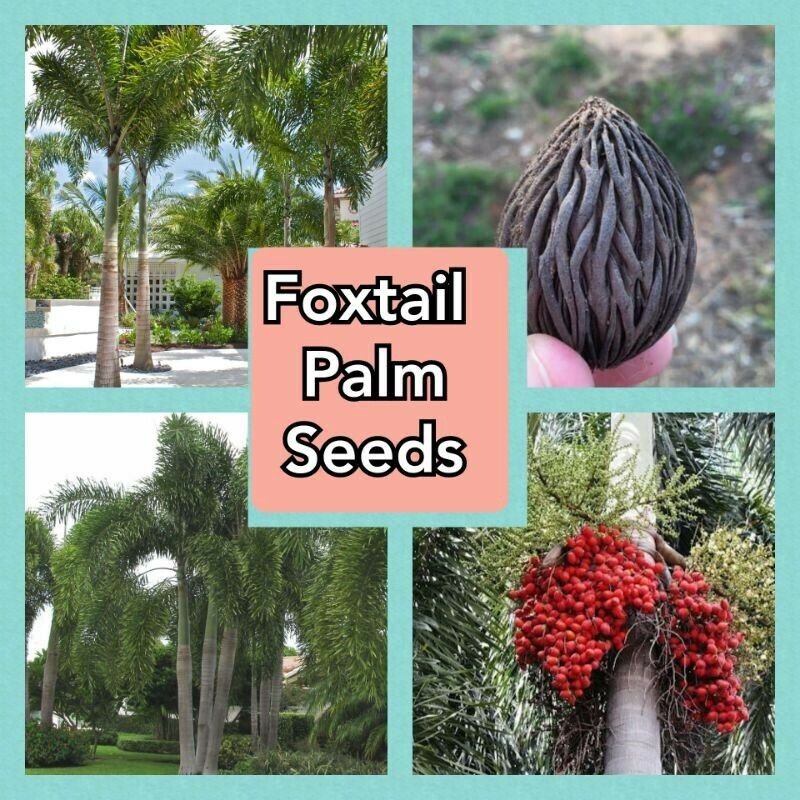 10 Seeds FOXTAIL PALM TREE SEEDS FREE SHIPPING