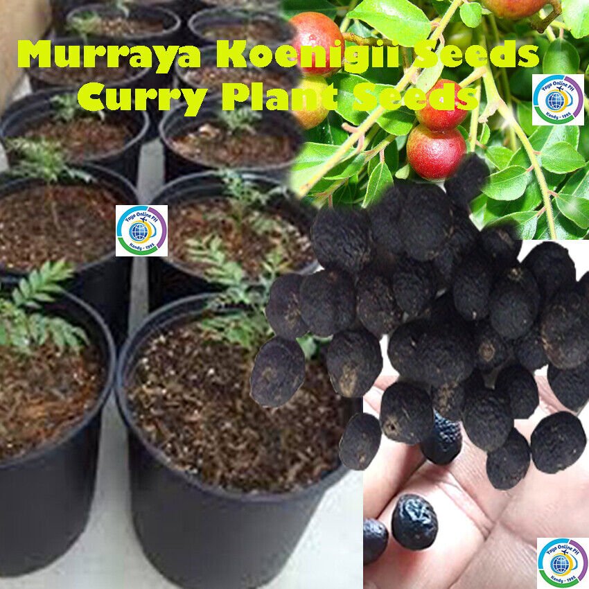 15 Curry Leaf seed 100 Organic Murraya Koenigii Seeds fresh seed FREE