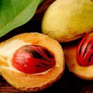 100% Pure natural high quality Ceylon Nutmeg Seeds From Sri Lanka without Shell