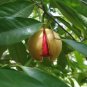 100% Pure natural high quality Ceylon Nutmeg Seeds From Sri Lanka without Shell