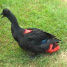 Duck Diaper Harnesses