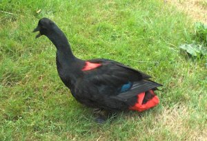 Duck Diaper Harnesses