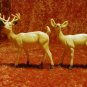 buck and doe figure's