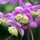 THALICTRUM Rochebrunianum LAVANDER MIST10 seeds
