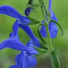 Salvia Patents" Blue Angel "10 seeds.