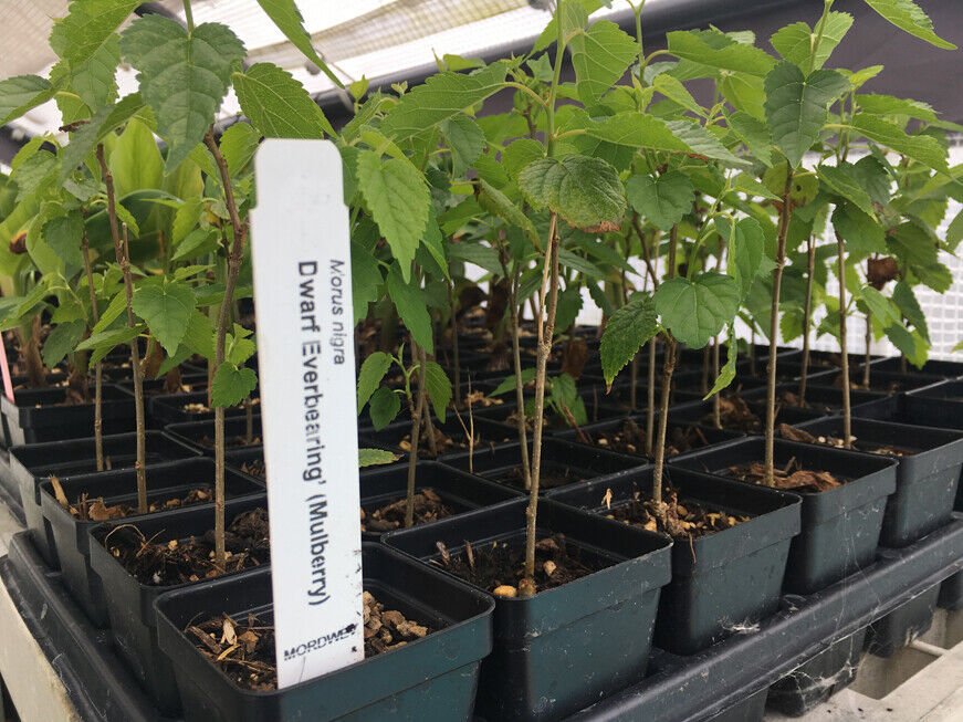 Dwarf Black Mulberry -Morus Nigra - Everbearing Live Plant Fruit