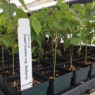 Dwarf Black Mulberry -Morus Nigra - Everbearing Live Plant Fruit