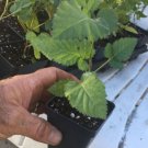 Sweetie Pie Thornless Blackberry Plant – Rubus fruticosus - LIVE PLANT