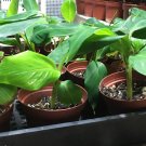 Double Mahoi Dwarf Banana Plant - Live Plant - Double Headed Dwarf Cavendish
