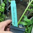 Patupi Banana - Short Cycle Banana - RARE Banana