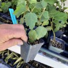 Violette de Bordeaux Fig Tree - Self Fertile