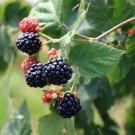Sweetie Pie Thornless Blackberry Plant – Rubus fruticosus - LIVE PLANT