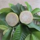 Peruvian White Guava – Psidium Guajava