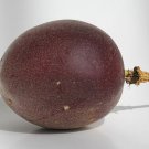 Passiflora Edulis - Possum Purple - Plant - Purple Passion Fruit Plant - Edible