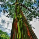 Rainbow Eucalyptus Tree, E. deglupta