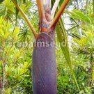 Basselinia pancheri, 'Black Basselinia Palm