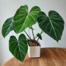 Philodendron gloriosum