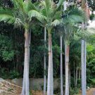 Archontophoenix purpurea ‘Mt. Lewis' Palm Tree.