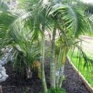 Dypsis baronii, 'Sugar Cane' Palm Tree