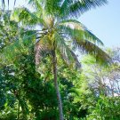Coconut Panama/Pacific Tall 3 Gal / 10" Cocos Nucifera Palm Tree Live Tropical !