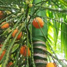 Areca catechu, Betel Nut Palm Tree