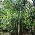 Dypsis basilonga Palm Tree