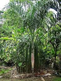 Dypsis basilonga Palm Tree