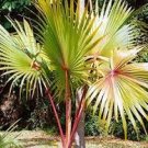 Latania lontaroides, Red Latan Palm Tree