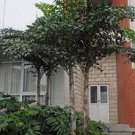Caryota mitis 'Fishtail' Palm Tree