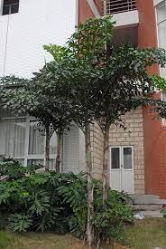 Caryota mitis 'Fishtail' Palm Tree