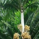 Veitchia spiralis Palm Tree Seed (Sprouted or Fresh & Clean) Live Rare Tropical