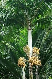 Veitchia spiralis Palm Tree Seed (Sprouted or Fresh & Clean) Live Rare Tropical