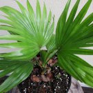 Saribus rotundifolia 4" pot "Footstool" Palm Tree Live Tropical Rare!