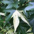 Liquidambar styraciflua 'Variegata'
