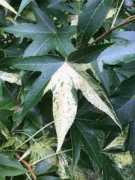 Liquidambar styraciflua 'Variegata'