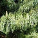 Pinus koraiensis 'Oculis Draconis'