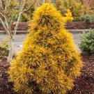 Pinus sylvestris 'Moseri'