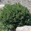 Pinus mugo 'Valley Cushion