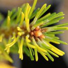 Pinus mugo 'Real Sparklers'