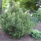 Pinus banksiana 'Manomet'