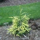 Picea orientalis 'Spring Frost'