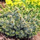 Picea omorika 'Pimoko'.