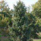 Picea omorika 'Aurea'