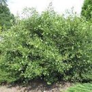 Ginkgo biloba 'Thelma'