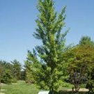 Ginkgo biloba 'Magyar'